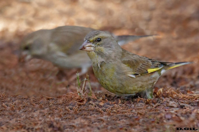 VERDERÓN (Chloris chloris) - Parque Lecocq - MONTEVIDEO (Abril 2016)